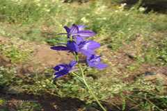 Delphinium ajacis